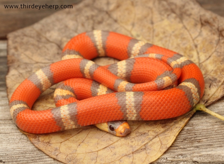 Extreme Hypo Tricolor Honduran Milk Snake